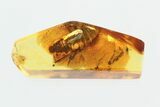 Gall Midge (Cecidomyiidae) & Cockroach (Blattodea) In Baltic Amber #270610-1